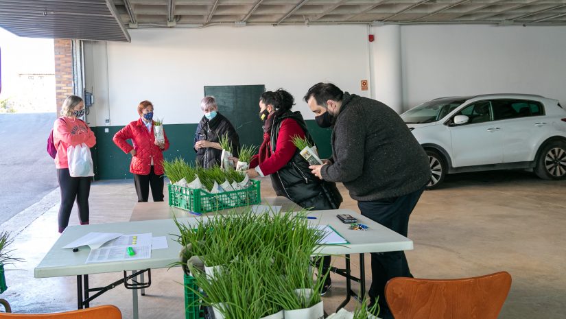 La alcaldesa de Polanco, Rosa Díaz Fernández, y los concejales Isabel Herrera Landeras y Cristian Olmo Salas durante el reparto de las plantas de cebolla