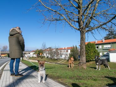 Un vecino paseando sus perros por una calle de Rinconeda