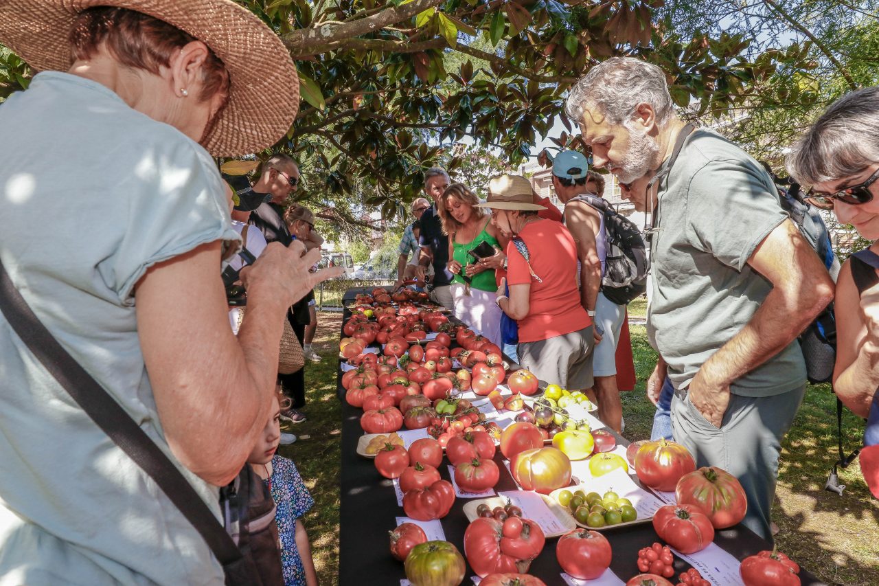 Tomates expuestos en la Feria