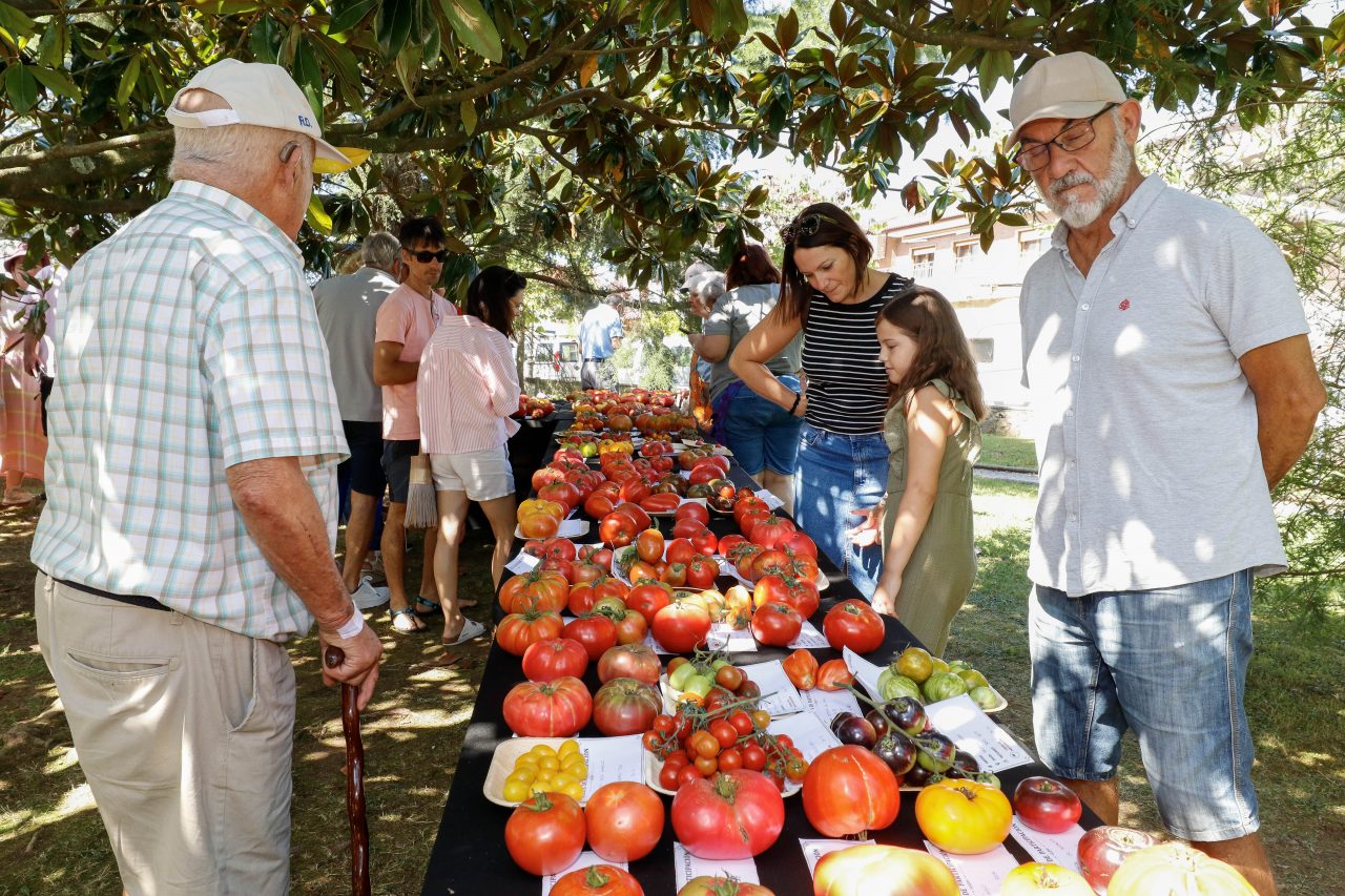 Tomates expuestos en la Feria